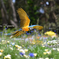 ルリコンゴウインコ