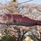鯉のぼり
