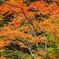 カラフルな自然の紅葉