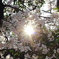 葉桜