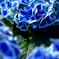 Cobalt bule