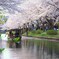桜トンネルを往く