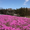 芝桜