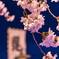 夜桜見