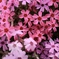 桜のあとは芝桜