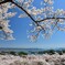 春が来た