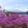 精進湖の春