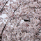花から花へ 2