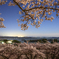 松島の月夜桜