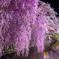 高島城の夜桜