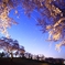 満開の桜とポラリス