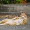 おっさんねこ