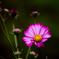 コスモス