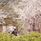 親子と桜、過ぎ行く日々