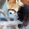 レッサーパンダ