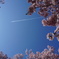 春の飛行機雲