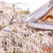 枝垂れ桜