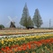 チューリップ畑