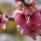 桃の花