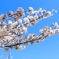 河川敷の桜