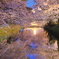 夜終桜 I