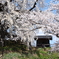 光林寺の枝垂桜