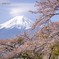 惜別の春