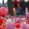 愛の芽生え