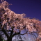 夜桜