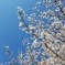 空の青と桜