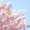 新宿御苑の八重桜たち1