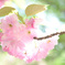 新宿御苑の八重桜たち2