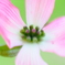 花水木