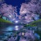 岩倉五条川夜桜桜並木