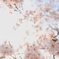 桜、満開。