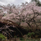 吉野水分神社の枝垂れ桜