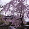 1本だけ咲く桜