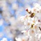 春の花