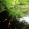 ”KOI”の季節
