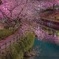 行屋川の夜桜