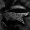 Rain drops on leaf