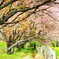 牧場の八重桜の道
