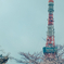 桜化粧