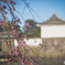 皇居