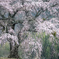 しだれ桜とお地蔵さん