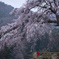しだれ桜とお地蔵さん