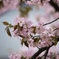 山桜
