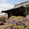 藤　経王寺（東京都荒川区）