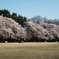 桜2019