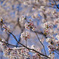 桜2019